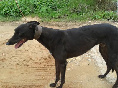 Galgo de unos galgueros al que quieren ahorcar. POR FAVOR, HAY MUY POCO TIEMPO PARA SALVARLE LA VIDA. (SEVILLA)