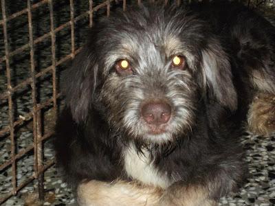 Domingo, jovenzuelo todo amor en adopción Refugio del Viento‏. (MURCIA)