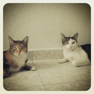 ALGUIEN LOS EMPAREDÓ VIVOS. TENEMOS QUE COMPENSARLO.