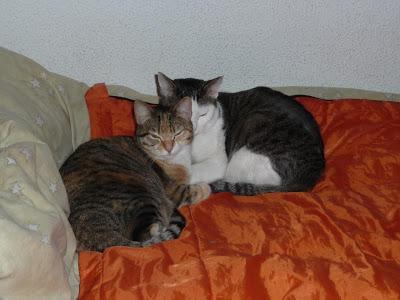 ALGUIEN LOS EMPAREDÓ VIVOS. TENEMOS QUE COMPENSARLO.