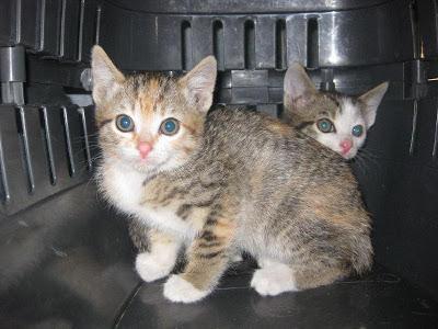 ALGUIEN LOS EMPAREDÓ VIVOS. TENEMOS QUE COMPENSARLO.