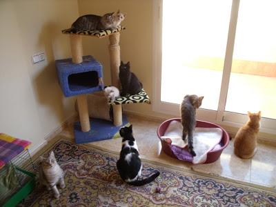 Por los Gaticos y Perretes: Entre todos podemos!!! (Murcia)‏