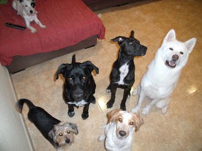 Por los Gaticos y Perretes: Entre todos podemos!!! (Murcia)‏