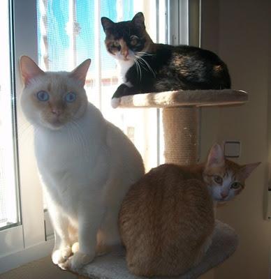 Por los Gaticos y Perretes: Entre todos podemos!!! (Murcia)‏