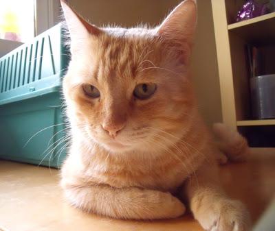 Por los Gaticos y Perretes: Entre todos podemos!!! (Murcia)‏