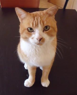 Por los Gaticos y Perretes: Entre todos podemos!!! (Murcia)‏