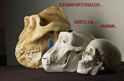 El Gigantopithecus, ¿un verdadero bigfoot?