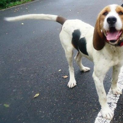 Foto: TURBO, mestizo de sabueso con grifón nacido en octubre de 2008. adoptado de cachorro y ahora busca de nuevo un hogar. es activo, pero pasea muy bien con la correa, sociable y cariñoso. algo ruidoso en el albergue con el ladrido normal de su raza.  amigosdelperro@hotmail.es 619370991  Asturias