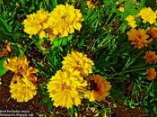 Paleta natural vivos colores