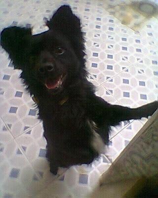 LUKI, su dueño ha FALLECIDO, esta solito y sin familia. (MURCIA) PÁRRAGA‏