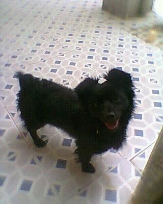 LUKI, su dueño ha FALLECIDO, esta solito y sin familia. (MURCIA) PÁRRAGA‏