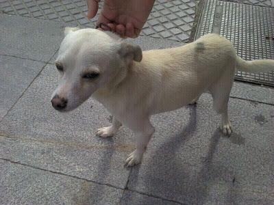 Pitiklin, cruce de chihuahua abandonado. (Sevilla)