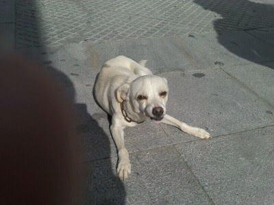 Pitiklin, cruce de chihuahua abandonado. (Sevilla)
