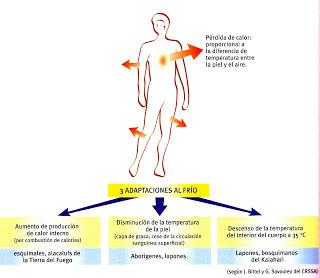 Tolerancia y aclimatación al frío