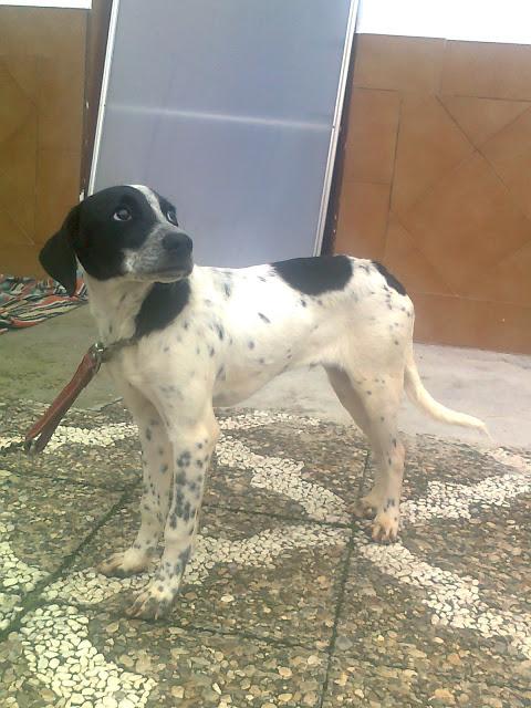 TOTITO, PELIGRO CAZADORES. CACHORRO CAZA EN LA CARRETERA. URGENTE . PUEBLO SEVILLA