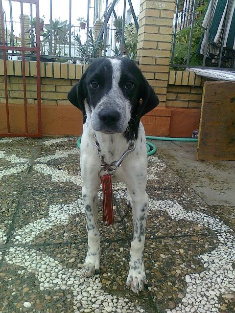 TOTITO, PELIGRO CAZADORES. CACHORRO CAZA EN LA CARRETERA. URGENTE . PUEBLO SEVILLA