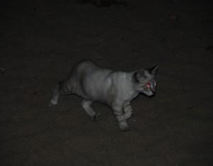 Luna nueva (Barcelona, agost 2011) LUNA NUEVA, LLENA DE ESTRELLAS