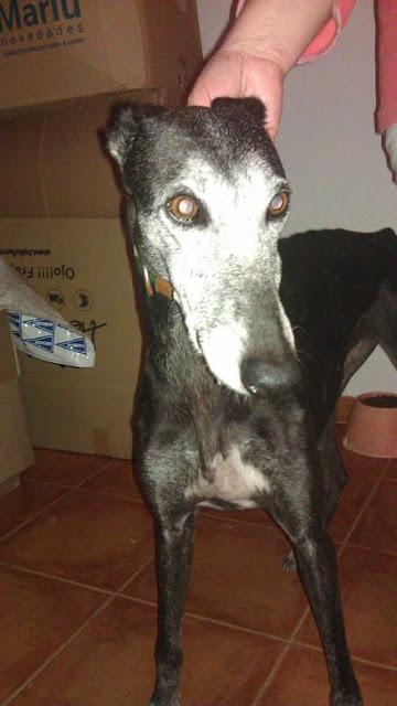 Galga María, una abuelita sin hogar.