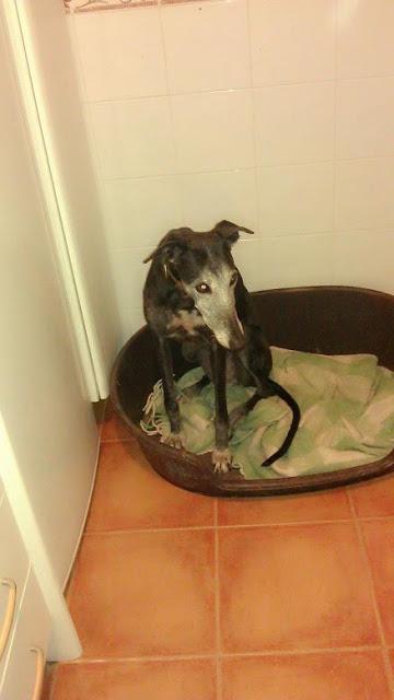 Galga María, una abuelita sin hogar.