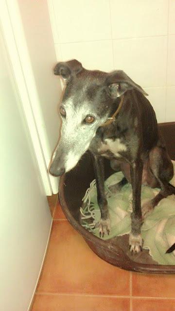 Galga María, una abuelita sin hogar.