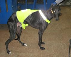 CAMPANILLO, UN GALGO QUE NECESITA UN NUEVO HOGAR‏.