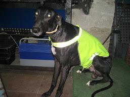 CAMPANILLO, UN GALGO QUE NECESITA UN NUEVO HOGAR‏.