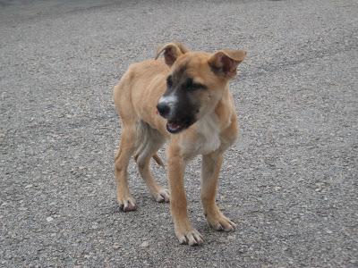 SIGUE EN LA CALLE pobre !! CACHORRO ..SÓLO, Desnutrido. (ALBACETE)