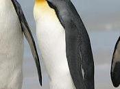 Pingüino, pájaro bobo