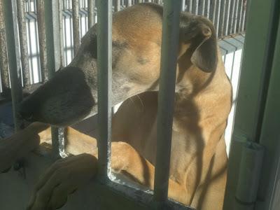 Las entregó el galguero para su posterior sacrificio. PERRERA DE BADAJOZ.