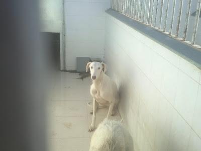 Las entregó el galguero para su posterior sacrificio. PERRERA DE BADAJOZ.