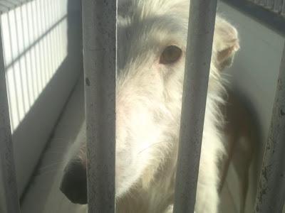 Las entregó el galguero para su posterior sacrificio. PERRERA DE BADAJOZ.