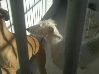 Las entregó el galguero para su posterior sacrificio. PERRERA DE BADAJOZ.