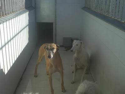 Las entregó el galguero para su posterior sacrificio. PERRERA DE BADAJOZ.