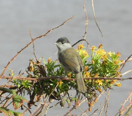 Curruca capirotada y migración