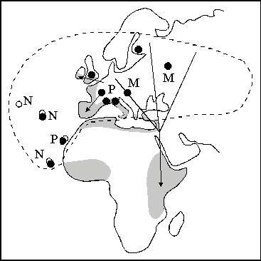 Curruca capirotada y migración