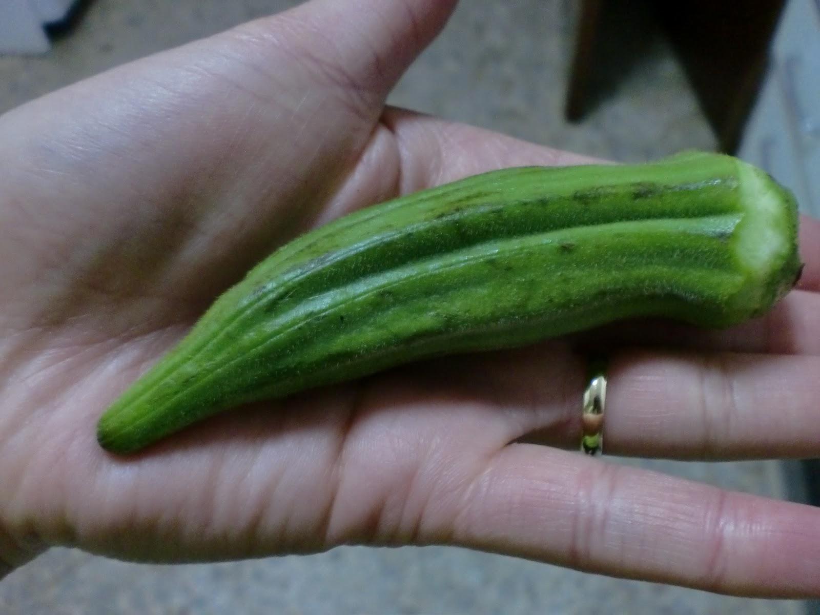 Okura en Salamanca /スペインで発見　オクラ