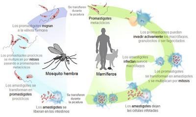 La leishmaniasis, formas de contagio de esta enfermedad