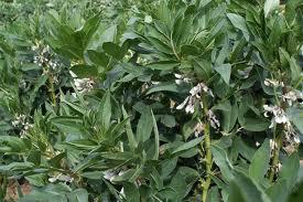 Cultivos de otoño para el huerto: guisantes, habas y ajos