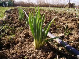 Cultivos de otoño para el huerto: guisantes, habas y ajos