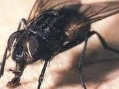 mosca: protagonista
