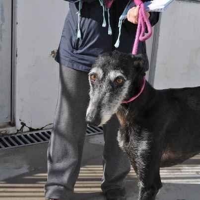Foto: PELVA en perrera ( BADAJOZ) Sacrificio 22 de Noviembre   Pelva, galga del 2006. Si os fijais los pelitos blancos de su cara junto con el hocico hacen un corazon :) Es una preciosidad, buena y cariñosa. Aterrada... Sólo necesita una oportunidad de ser feliz, os garantizo que ella lo dará todo por quien se la de.  http://youtu.be/4ym4If19ykk  Contacto: sosperrerabadajoz@gmail.com