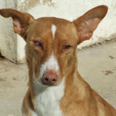 Foto: AFRICA es una podenca de tamaño mediano que busca un hogar si quires darselo y para mas información escríbenos a adopciones@portectorazafra.org