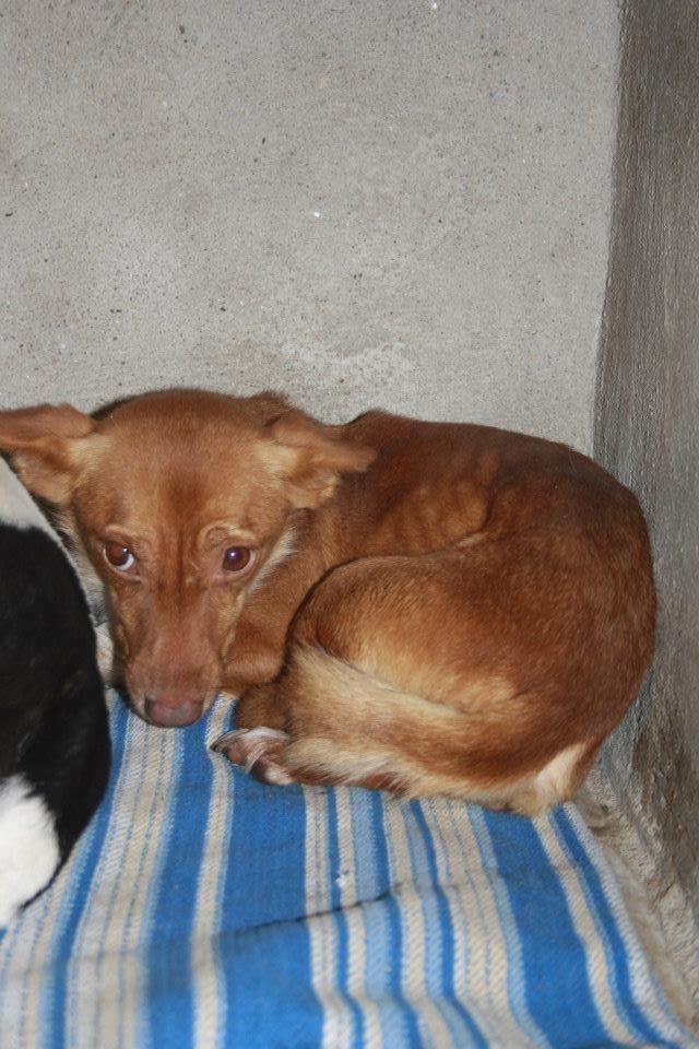 Lur podenco rescatado de perrera, esta en estado de Shock