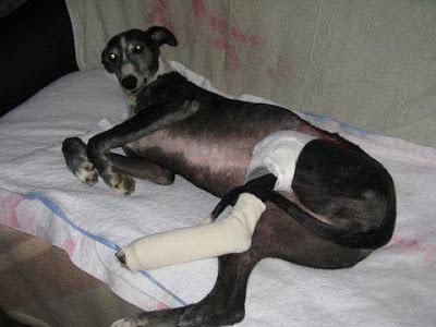 BAMBÚ, galga rescatada atropellada, necesita ayuda urgente. Calatayud. (Zaragoza)