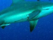 ¿Puede tiburón animal testosterona mundo?