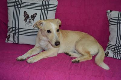 GAÑAN, BUSCA UNA FAMILIA CON URGENCIA. (VALENCIA)