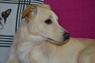 GAÑAN, BUSCA UNA FAMILIA CON URGENCIA. (VALENCIA)