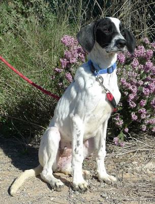 Cachorra, necesita salir urgente de la perrera. Ya no quiere comer. (Valencia)