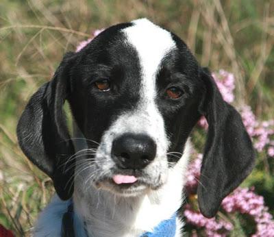 Cachorra, necesita salir urgente de la perrera. Ya no quiere comer. (Valencia)