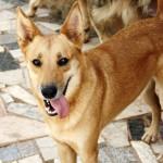 TROILO, ha sufrido mucho, se merece un hogar‏.